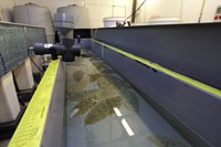 El treball de recerca del grup AQUAL se centra en el desenvolupament de sistemes intensius a terra per millorar el cultiu del llenguado.