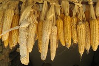 El blat de moro d’escairar era molt cultivat, antigament, al Berguedà.