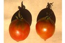 Tomàquets de Penjar. Varietat tradicional catalana. Copyright: Joan Casals Missio