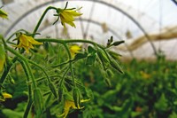Inflorescència d'una planta de tomaquera. Copyright: Joan Casals Missio