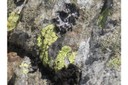 Líquens en una roca.