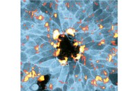 Mapa de les forces físiques que les cèl·lules exerceixen durant la curació d’una ferida. Les cèl·lules estan marcades en blau, les forces en vermell i groc, i la ferida és la zona fosca al centre de la imatge. (Agustí Brugués, Xavier Trepat)