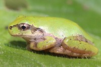 Granota arborícola japonesa ('Hyla japonica') / AGÈNCIA SINC.
