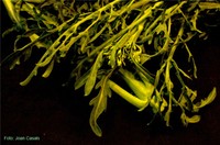 La col brotonera és una varietat tradicional singular de l’agricultura catalana. Se’n mengen els brots tendres (anomenats brotons) i les inflorescències immadures (anomenats espigalls)