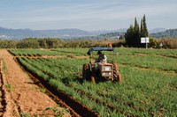 Agricultor de la IGP Calçots de Valls, calçant el calçots.