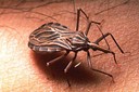 Un 'Rhodnius prolixus' adult, el segon vector més important de la malaltia de Chagas (OMS/TDR /Sinclair Stammers)
