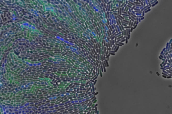 detall de cèl&middot;lules d'e.coli.