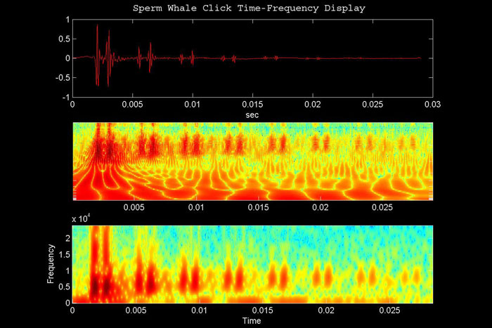 projecte lido del laboratori d&rsquo;aplicacions bioacústiques