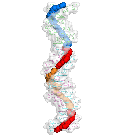 imatge en 3d del complex de adn i fàrmac cd27