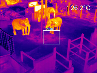 imatge tèrmica d&rsquo;elefants